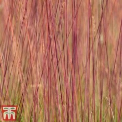 Festuca 'Sunrise' 17 Festuca 'Sunrise' -Garden Glory Sales fest sun5