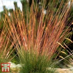 Festuca 'Sunrise' 19 Festuca 'Sunrise' -Garden Glory Sales fest sun7