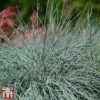 Festuca 'Intense Blue' -Garden Glory Sales fest2