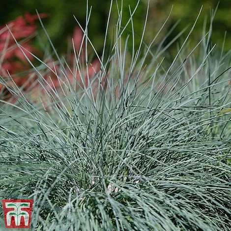 Festuca 'Intense Blue' 3 Festuca 'Intense Blue'