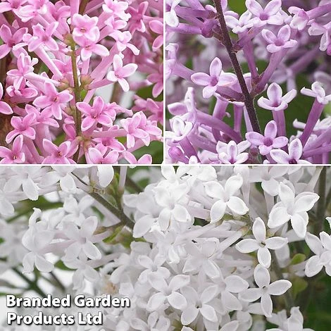 Syringa Flowerfesta® Collection 4 Syringa Flowerfesta® Collection - Image 2