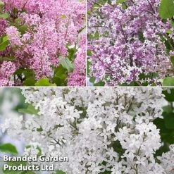 Syringa Flowerfesta® Collection 11 Syringa Flowerfesta® Collection -Garden Glory Sales fftio1