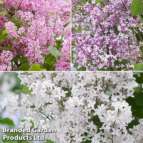 Syringa Flowerfesta® Collection 5 Syringa Flowerfesta® Collection - Image 3