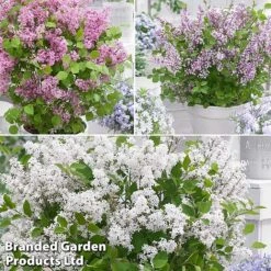 Syringa Flowerfesta® Collection 12 Syringa Flowerfesta® Collection -Garden Glory Sales fftio2