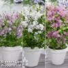 Syringa Flowerfesta® Collection -Garden Glory Sales fftri