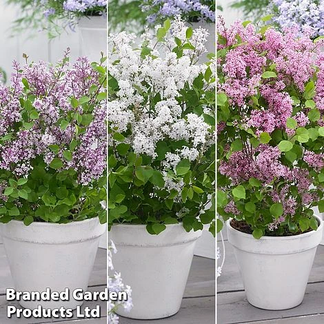 Syringa Flowerfesta® Collection 3 Syringa Flowerfesta® Collection