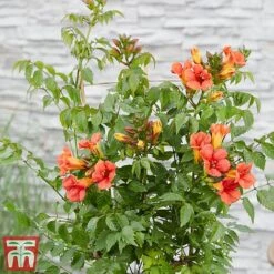 Campsis Duo -Garden Glory Sales fire1
