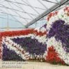Petunia 'Easy Wave Union Jack Mix' -Garden Glory Sales flag