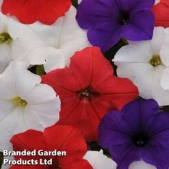 Petunia 'Easy Wave Union Jack Mix' -Garden Glory Sales flag2
