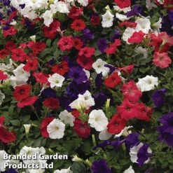 Petunia 'Easy Wave Union Jack Mix' -Garden Glory Sales flag3