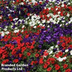 Petunia 'Easy Wave Union Jack Mix' -Garden Glory Sales flag4