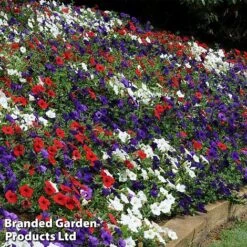Petunia 'Easy Wave Union Jack Mix' -Garden Glory Sales flag5