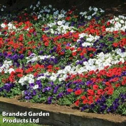 Petunia 'Easy Wave Union Jack Mix' -Garden Glory Sales flag6