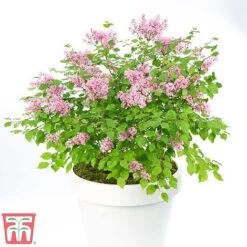 Lilac Dwarf 'Flowerfesta® Pink' -Garden Glory Sales flow1