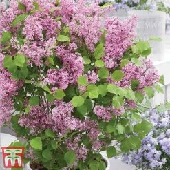 Lilac Dwarf 'Flowerfesta® Pink' -Garden Glory Sales flowd