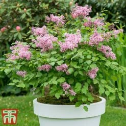 Lilac Dwarf 'Flowerfesta® Pink' -Garden Glory Sales flows