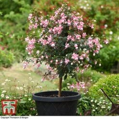 Fuchsia 'Elma' (Hardy) (Standard) -Garden Glory Sales fuch elm b