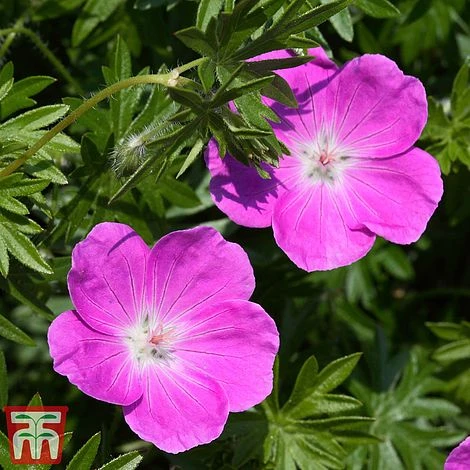 Geranium X Oxonianum 'Rose Clair' 3 Geranium X Oxonianum 'Rose Clair'
