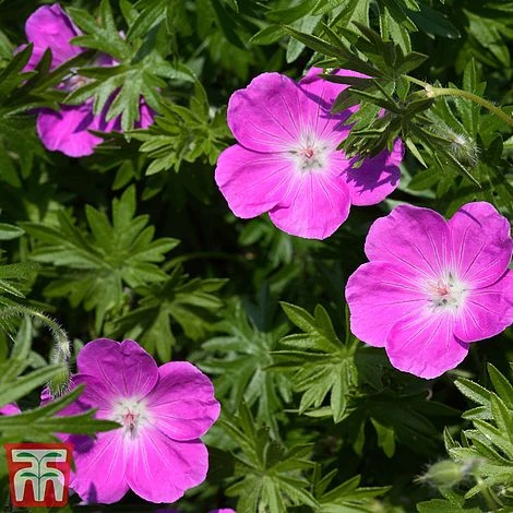 Geranium X Oxonianum 'Rose Clair' 4 Geranium X Oxonianum 'Rose Clair' - Image 2