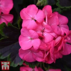 Geranium 'Tall Dark & Handsome Hot Pink' 11 Geranium 'Tall Dark & Handsome Hot Pink' -Garden Glory Sales gera41