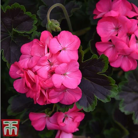 Geranium 'Tall Dark & Handsome Hot Pink' 6 Geranium 'Tall Dark & Handsome Hot Pink' - Image 4