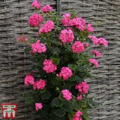 Geranium 'Tall Dark & Handsome Hot Pink' 14 Geranium 'Tall Dark & Handsome Hot Pink' -Garden Glory Sales gera61