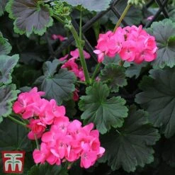 Geranium 'Tall Dark & Handsome Hot Pink' 15 Geranium 'Tall Dark & Handsome Hot Pink' -Garden Glory Sales gera7