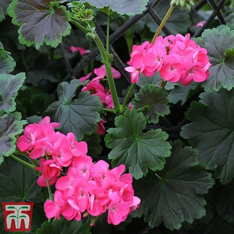 Geranium 'Tall Dark & Handsome Hot Pink' 9 Geranium 'Tall Dark & Handsome Hot Pink' - Image 7