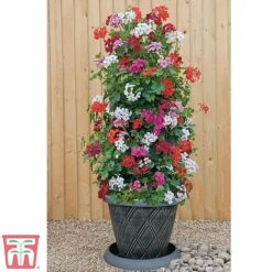 Geranium 'GeRainbow&trade; Mixed' -Garden Glory Sales gerainbow