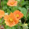 Geum Coccineum 'Cooky' -Garden Glory Sales geum cook
