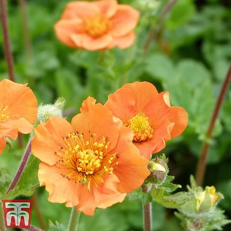 Geum Coccineum 'Cooky' 3 Geum Coccineum 'Cooky'