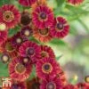 Helenium Autumnale 'Red Shades' 1 Helenium Autumnale 'Red Shades' -Garden Glory Sales hele autumn