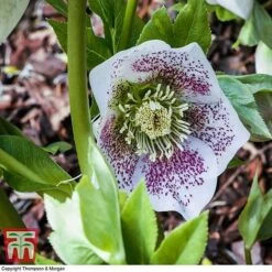 Hellebore 'Hello White'