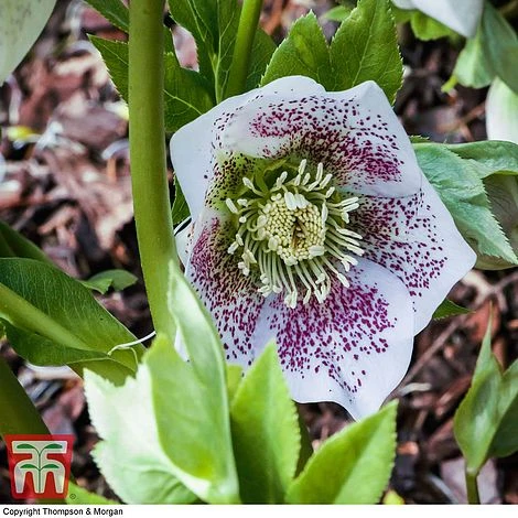 Hellebore 'Hello White' 3 Hellebore 'Hello White'
