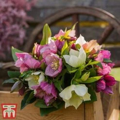 Hellebore X Hybridus 'Mixed' 9 Hellebore X Hybridus 'Mixed' -Garden Glory Sales helle3