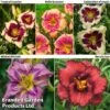 Hemerocallis Fringed Collection -Garden Glory Sales helli