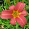 Hemerocallis 'Pink Damask' -Garden Glory Sales heme1