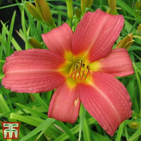 Hemerocallis 'Pink Damask' 3 Hemerocallis 'Pink Damask'