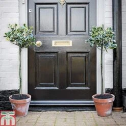 Holly 'Golden King' (Standard Tree) -Garden Glory Sales hols1