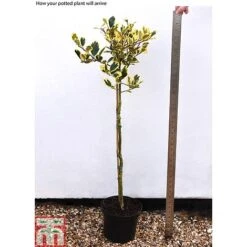 Holly 'Golden King' (Standard Tree) -Garden Glory Sales hols2