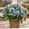 Hydrangea Macrophylla 'Lady Mata Hari Blue' (Royalty Collection) 2 Hydrangea Macrophylla 'Lady Mata Hari Blue' (Royalty Collection) -Garden Glory Sales hyd blue T
