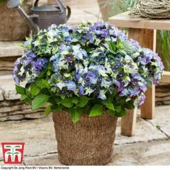 Hydrangea Macrophylla 'Lady Mata Hari Duo' (Royalty Collection) -Garden Glory Sales hyd blue T1