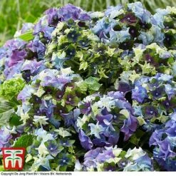 Hydrangea Macrophylla 'Lady Mata Hari Blue' (Royalty Collection) -Garden Glory Sales hyd blue T3