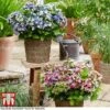 Hydrangea Macrophylla 'Lady Mata Hari Duo' (Royalty Collection) -Garden Glory Sales hyd duo T