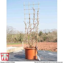 Hydrangea Petiolaris -Garden Glory Sales hyd pet1