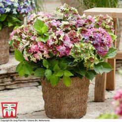 Hydrangea Macrophylla 'Lady Mata Hari Duo' (Royalty Collection) -Garden Glory Sales hyd pink T