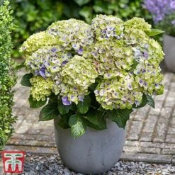 Hydrangea Macrophylla 'Magical Jewel' -Garden Glory Sales hydr22