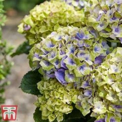 Hydrangea Macrophylla 'Magical Jewel' -Garden Glory Sales hydr31