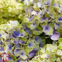 Hydrangea Macrophylla 'Magical Jewel' -Garden Glory Sales hydr42