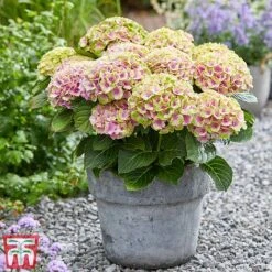 Hydrangea Macrophylla 'Magical Jewel' -Garden Glory Sales hydr6